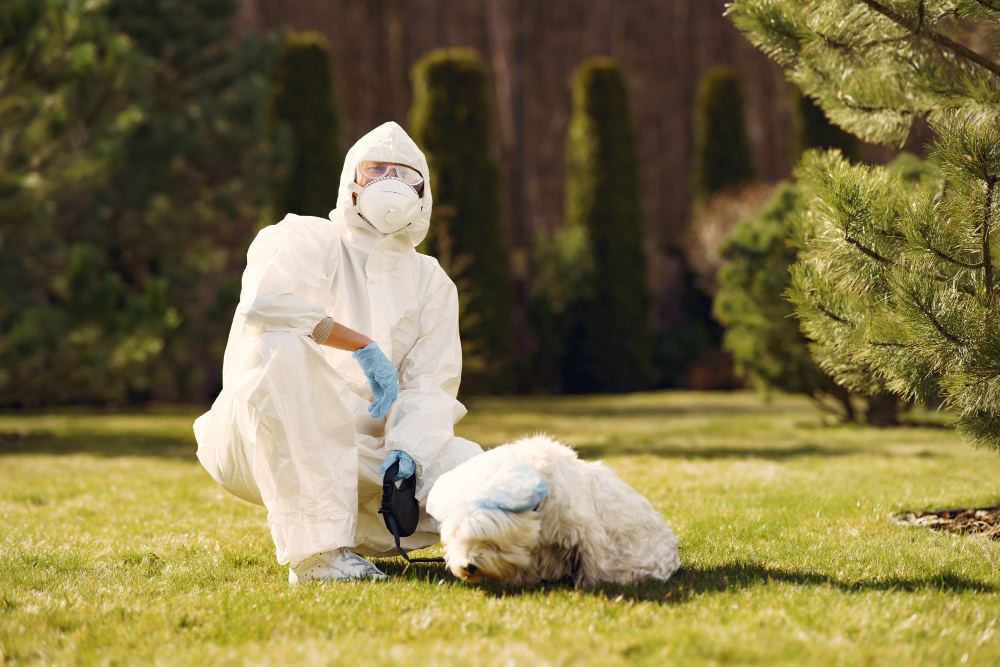 Professional pest control technician and treatment process