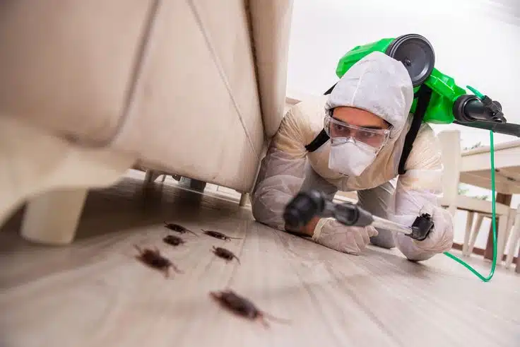 Professional pest control services by Pestora