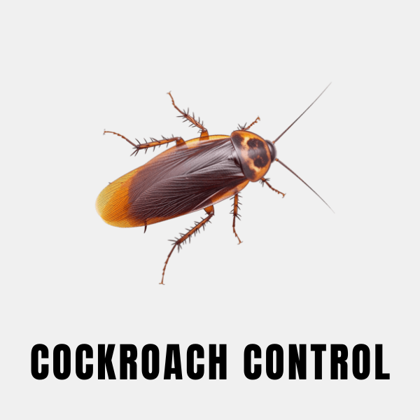Kitchen cockroach control