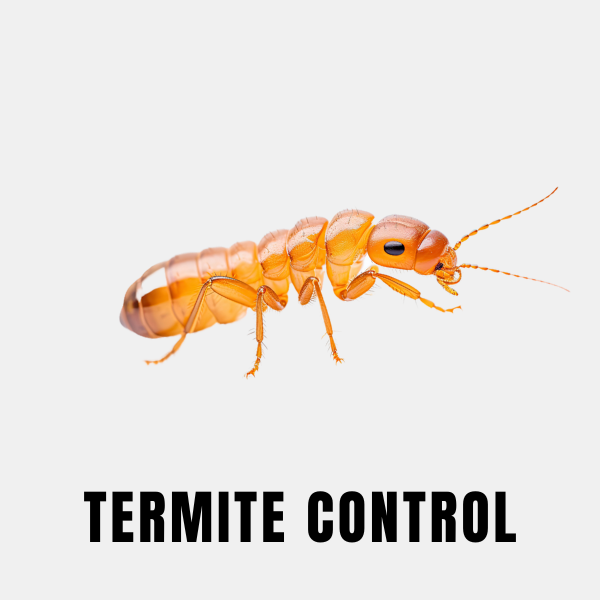 Termite control wood treatment
