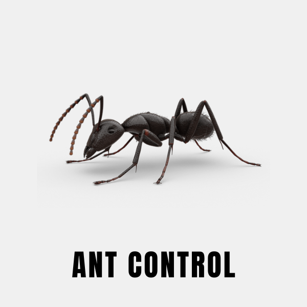 Kitchen ant control treatment